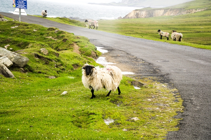Achill Island Sheep 2016.jpg